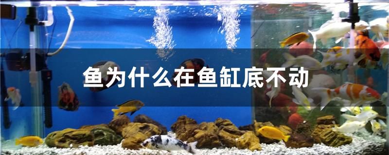 魚為什么在魚缸底不動