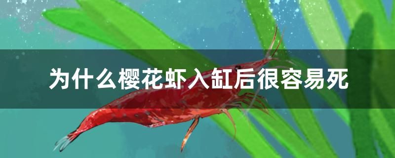 為什么櫻花蝦入缸后很容易死 藍帆三間魚 第1張