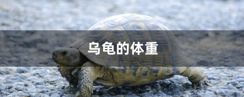 烏龜?shù)捏w重 紅老虎魚 第1張