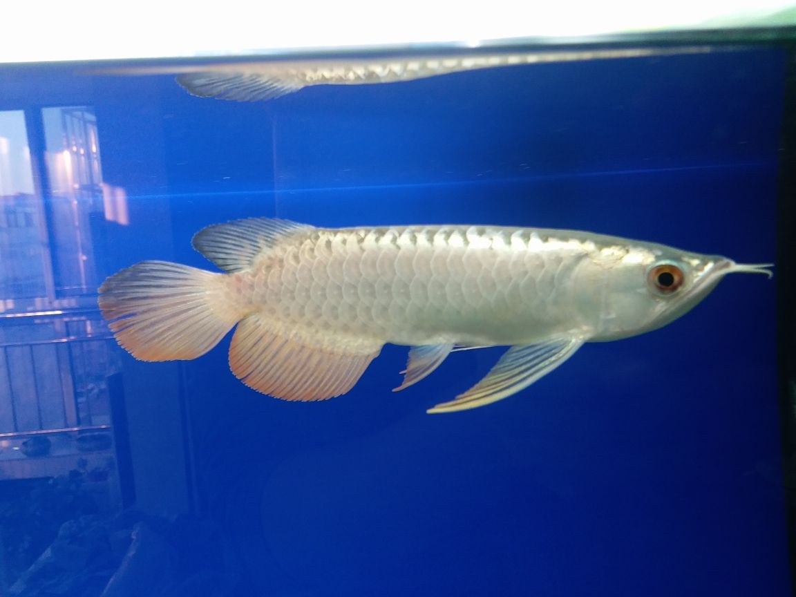 魚(yú)缸水怎么清空濾芯視頻教程（你遇到的渣女有多渣） 元寶鳳凰魚(yú)百科 第1張