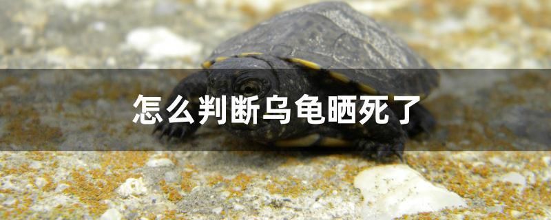 怎么判斷烏龜曬死了