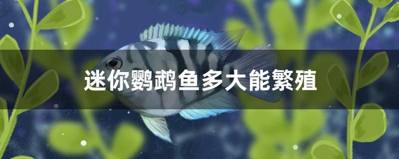 迷你鸚鵡魚(yú)多大能繁殖 鐵甲武士 第1張