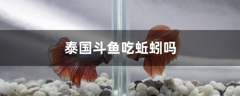 泰國(guó)斗魚(yú)吃蚯蚓嗎 水草 第1張