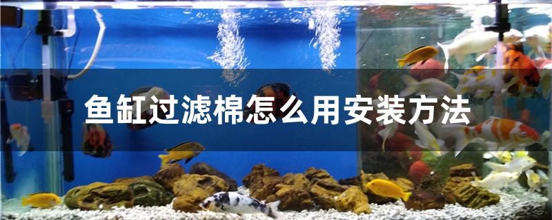 魚缸過濾棉怎么用安裝方法 帝王迷宮魚 第1張