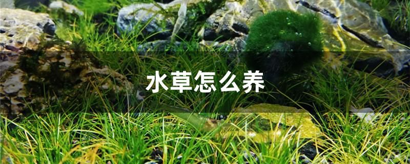 水草怎么養(yǎng)