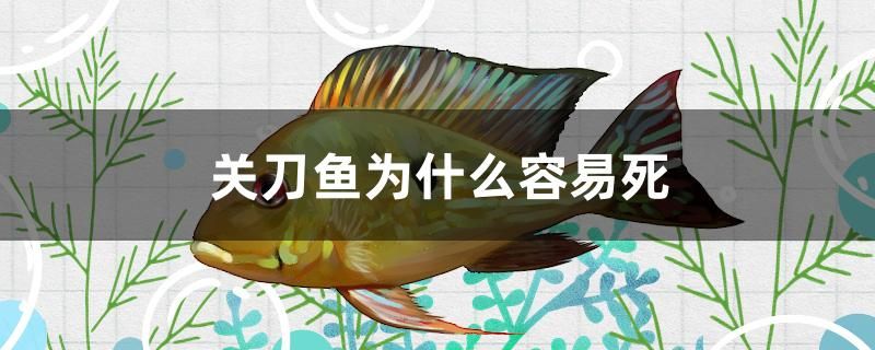 關(guān)刀魚為什么容易死 魚糧魚藥 第1張