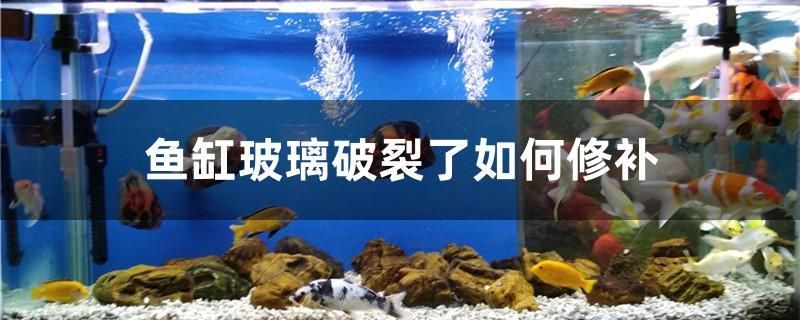 魚缸玻璃破裂了如何修補(bǔ)