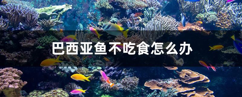 巴西亞魚不吃食怎么辦 銀古魚苗 第1張