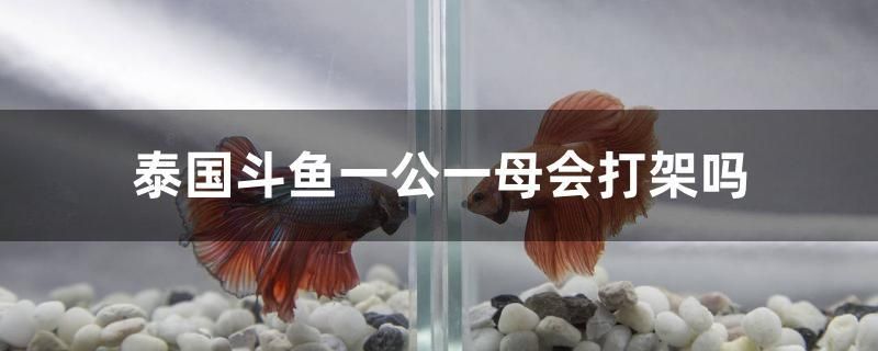 泰國(guó)斗魚一公一母會(huì)打架嗎