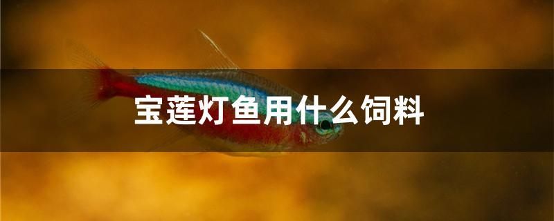 寶蓮燈魚用什么飼料