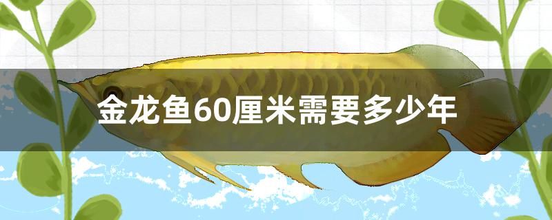 金龍魚長到60厘米需要多少年