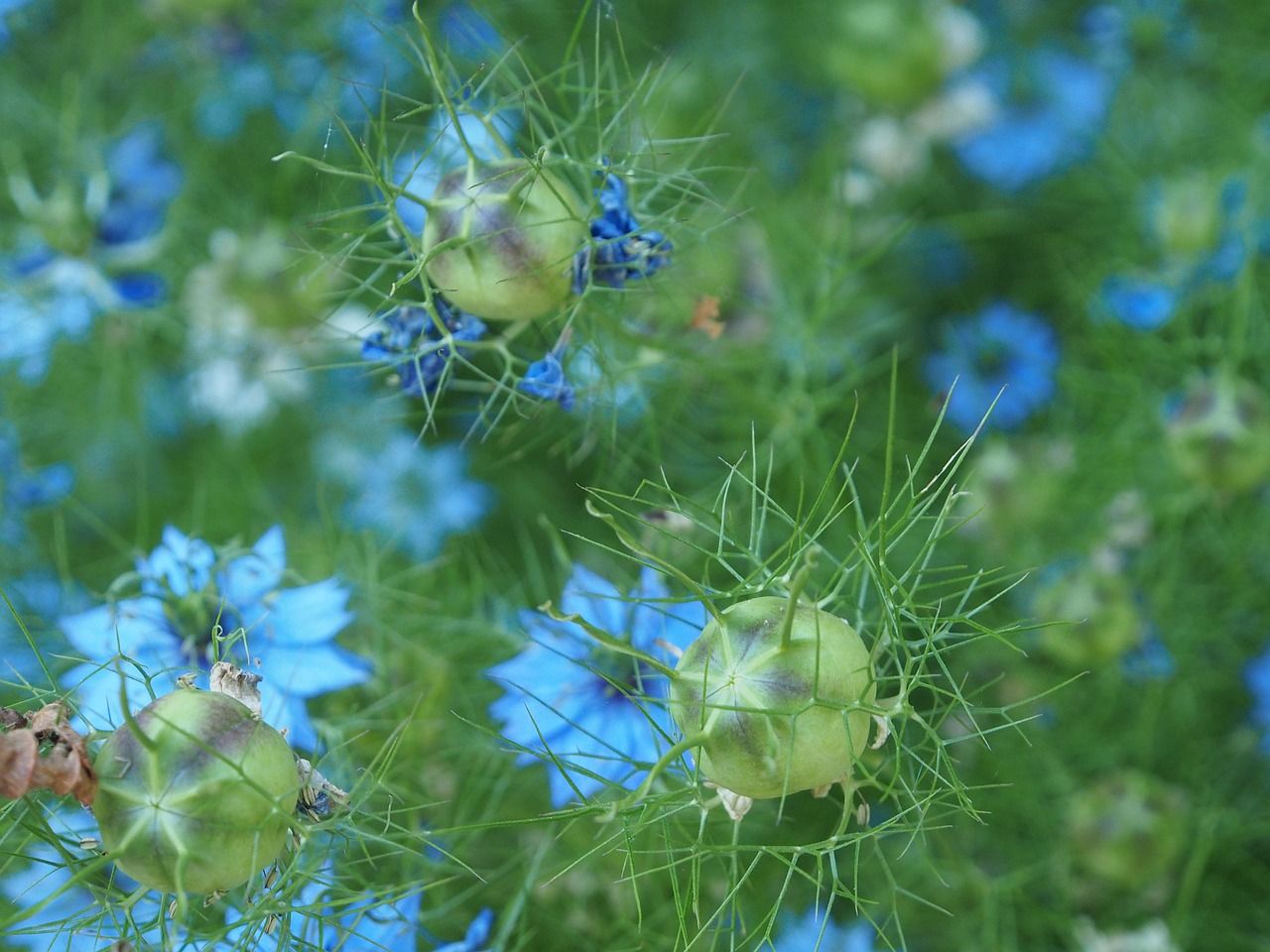 花白鰱能釣嗎怎么釣 藍(lán)帆三間魚 第2張