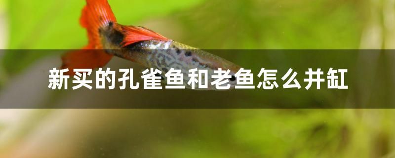 新買的孔雀魚和老魚怎么并缸 白玉紅龍魚 第1張