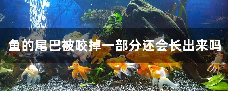 魚的尾巴被咬掉一部分還會長出來嗎