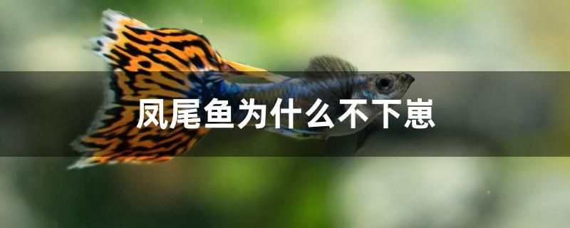 鳳尾魚為什么不下崽 殺菌消毒設備 第1張