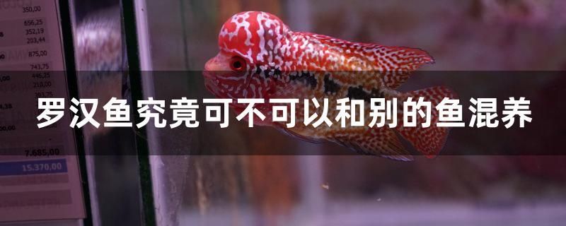 羅漢魚究竟可不可以和別的魚混養(yǎng) 廣州祥龍國際水族貿(mào)易 第1張