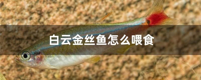 白云金絲魚怎么喂食 刀魚魚 第1張