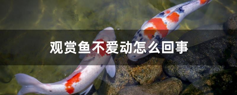 觀賞魚不愛動怎么回事 印尼虎苗 第1張