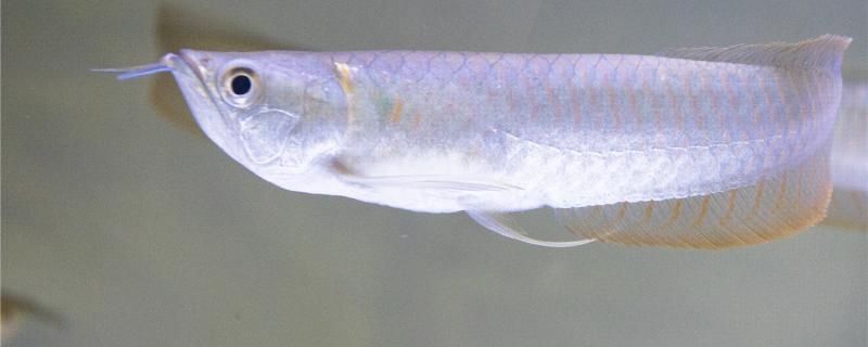 銀龍魚怎么換水怎么喂食 魚缸/水族箱 第1張