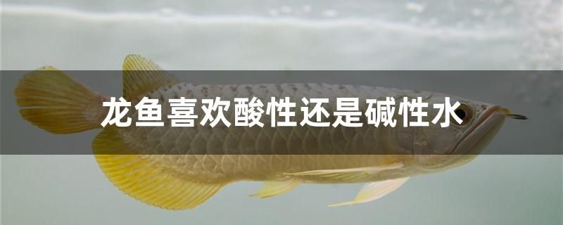 淘寶上的龍魚能買嗎（淘寶上的龍魚能買嗎安全嗎）