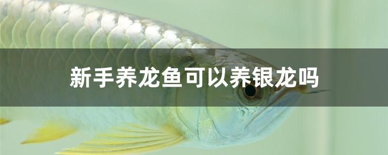 新手養(yǎng)龍魚可以養(yǎng)銀龍嗎