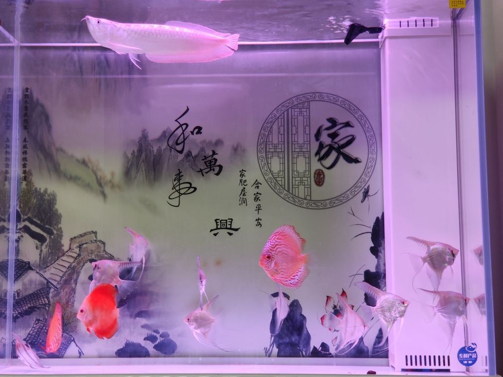 求教下想加兩條黑色的底棲魚(yú)，加啥呢？ 觀賞魚(yú)論壇 第1張