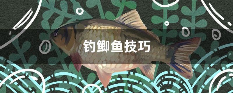 釣鯽魚(yú)技巧