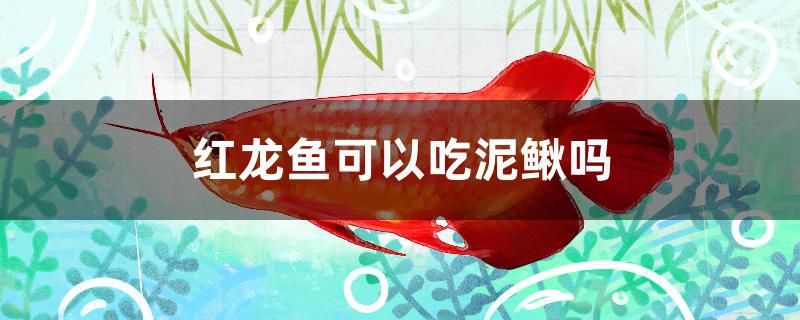 紅龍魚可以吃泥鰍嗎 巴西亞魚 第1張