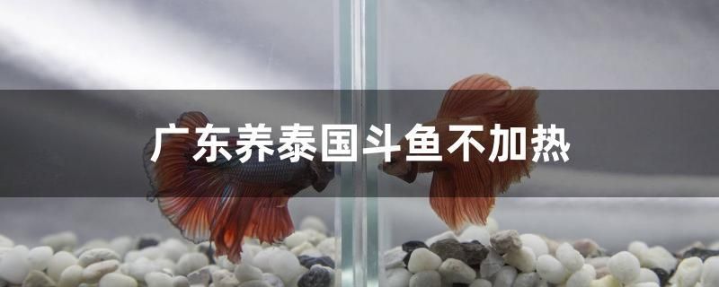 廣東養(yǎng)泰國斗魚不加熱 其他品牌魚缸 第1張