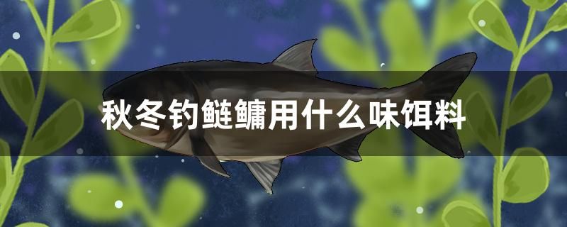 秋冬釣鰱鳙用什么味餌料 女王大帆魚 第1張