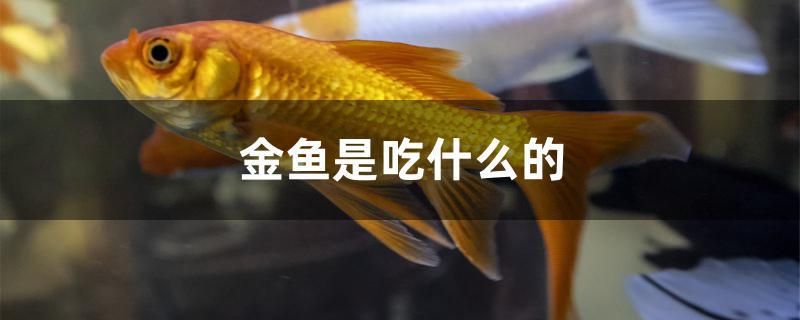 金魚(yú)是吃什么的