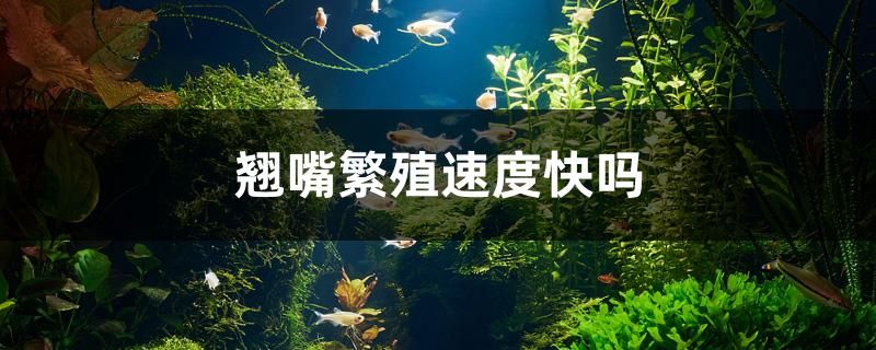 翹嘴繁殖速度快嗎 肥料 第1張