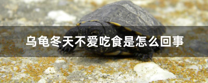 烏龜冬天不愛(ài)吃食是怎么回事 蝴蝶鯉魚(yú)苗 第1張