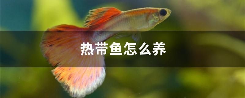 熱帶魚怎么養(yǎng) 玫瑰銀版魚 第1張