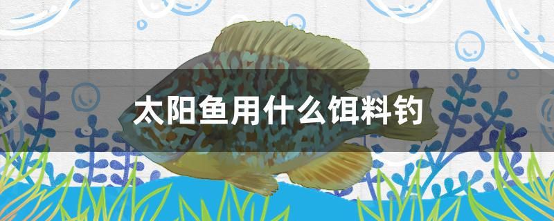 太陽魚用什么餌料釣 純血皇冠黑白魟魚 第1張