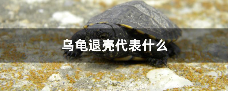 烏龜退殼代表什么 斑馬鴨嘴魚(yú) 第1張