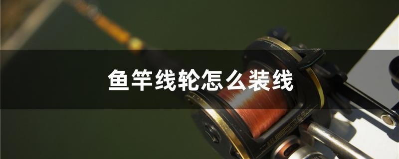 魚竿線輪怎么裝線 申古銀版魚 第1張