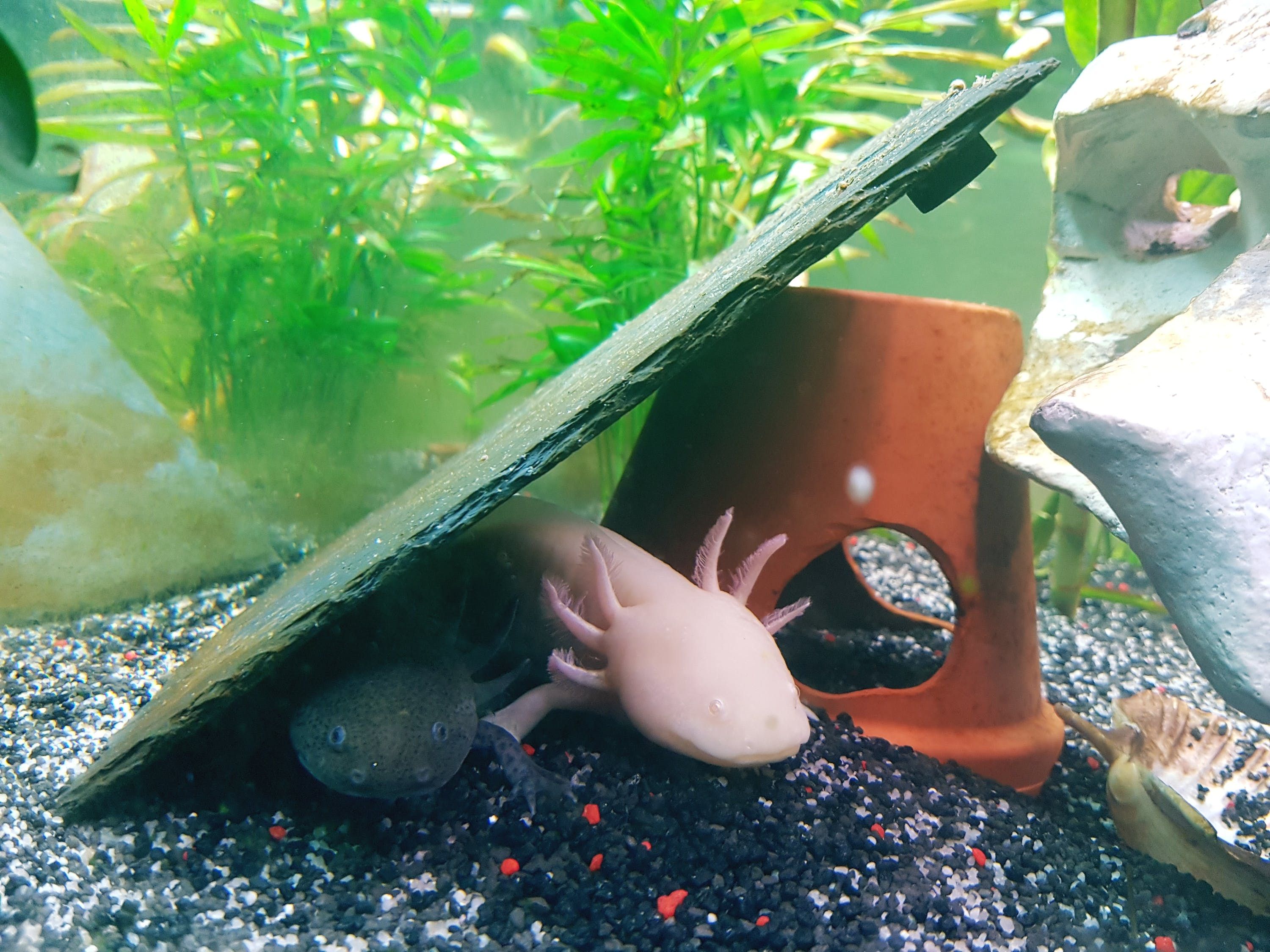 天王水族魚缸清洗教程圖片大全 天王水族魚缸清洗教程圖片大全視頻 羅漢魚批發(fā) 第2張