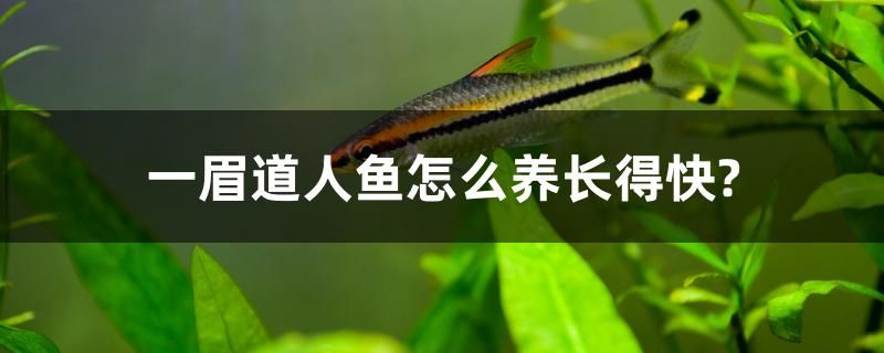 一眉道人魚怎么養(yǎng)長得快？ 元寶鯽 第1張