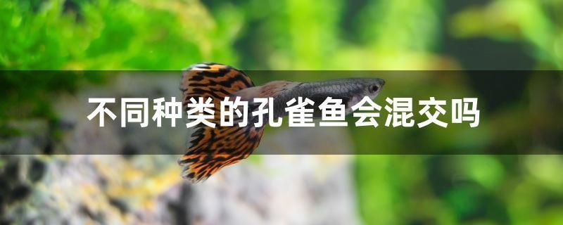 不同種類(lèi)的孔雀魚(yú)會(huì)混交嗎