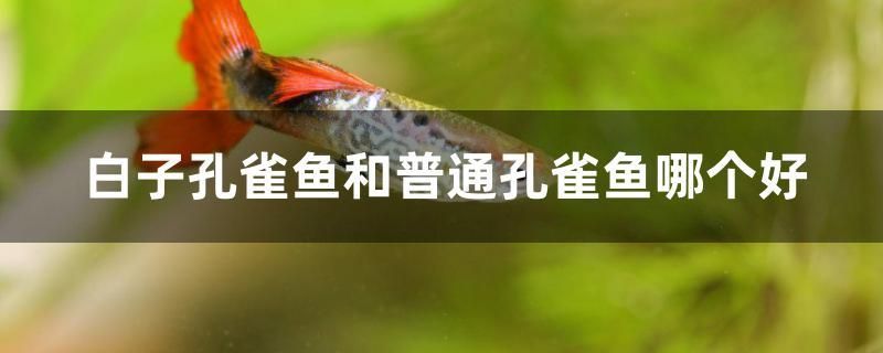 白子孔雀魚和普通孔雀魚哪個(gè)好 巴西亞魚苗 第1張