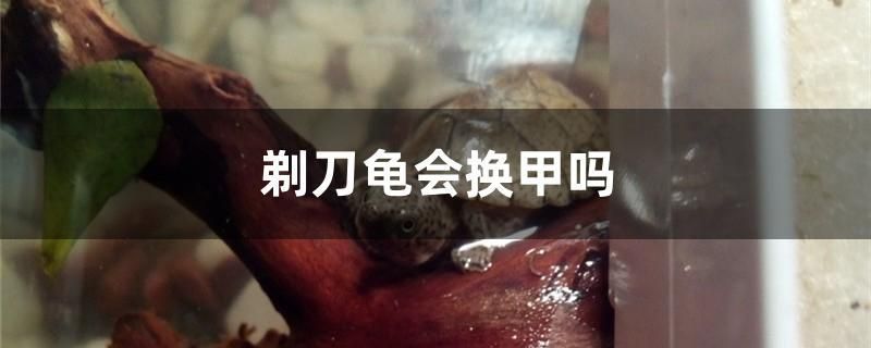 剃刀龜會換甲嗎 過濾設(shè)備 第1張