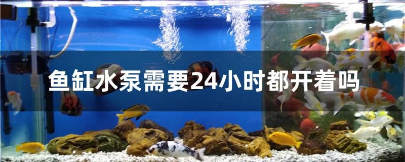 魚缸水泵需要24小時都開著嗎 黃金達(dá)摩魚 第1張