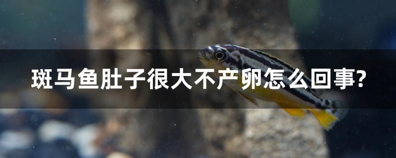 斑馬魚肚子很大不產(chǎn)卵怎么回事？