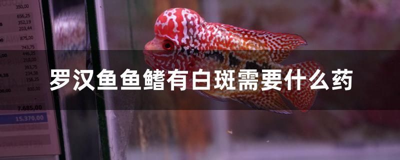 羅漢魚魚鰭有白斑需要什么藥 三間鼠魚苗 第1張