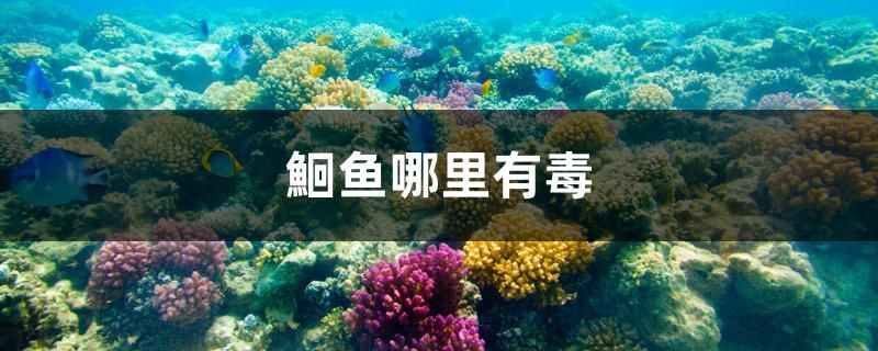 鮰魚哪里有毒 黃金達(dá)摩魚 第1張