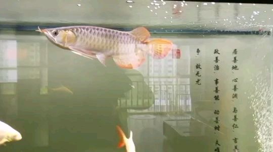 新鄉(xiāng)魚缸造景培訓學校地址 新鄉(xiāng)魚缸造景培訓學校地址電話