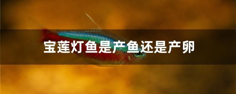 寶蓮燈魚是產(chǎn)魚還是產(chǎn)卵 南美異型魚 第1張