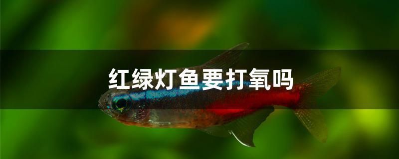 紅綠燈魚要打氧嗎 南美異形觀賞魚 第1張