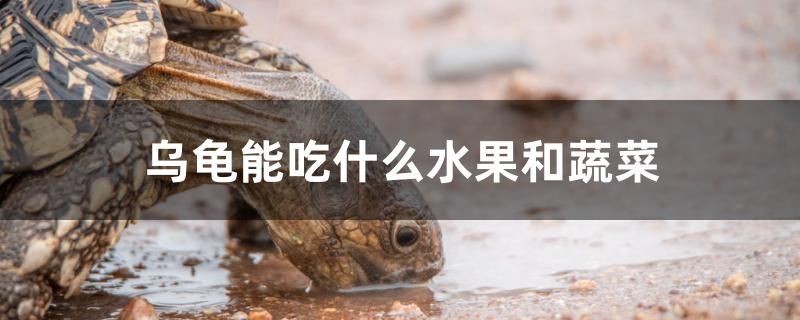 烏龜能吃什么水果和蔬菜 三間鼠魚 第1張